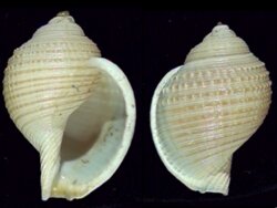 Eudolium bairdii