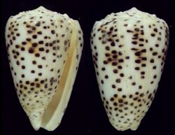 Puncticulus pulicarius
