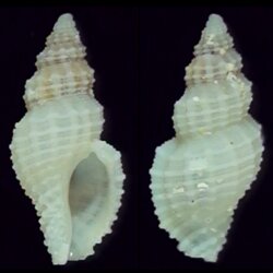 Bailya parva