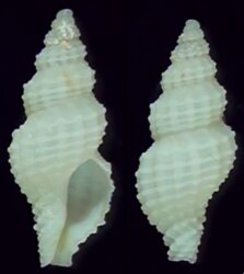 Bailya parva