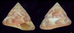 Calliostoma purpureum