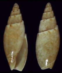 Belloliva leucozona