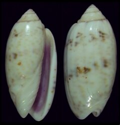 Oliva caerulea