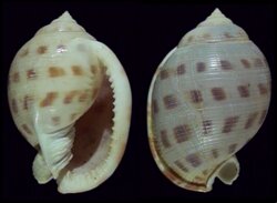 Semicassis bisulcata