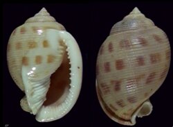 Semicassis bisulcata