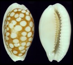 Cribrarula cribraria cribraria