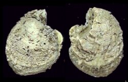 Chama limbula
