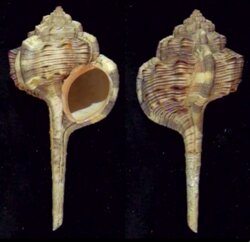 Haustellum haustellum