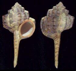Haustellum haustellum