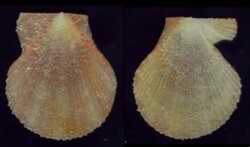 Talochlamys humilis
