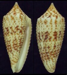 Phasmoconus australis fma duplicatus