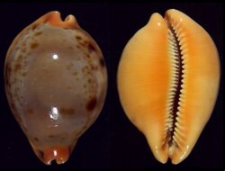 Raybaudia porteri porteri