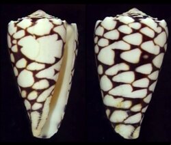 Conus bandanus