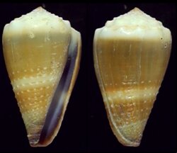 Lividoconus lividus