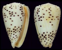 Puncticulus pulicarius