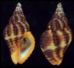 Pollia fumosa