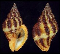 Pollia fumosa