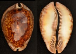 Trona stercoraria