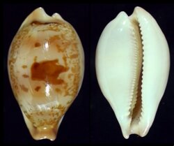 Austrasiatica hirasei fma philippiana