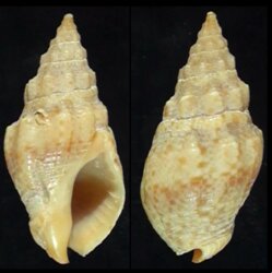 Cominella eburnea