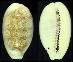 Blasicrura pallidula pallidula