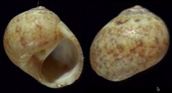 Natica vittata corimbensis
