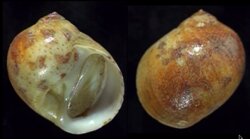 Natica fulminea fma cruentata