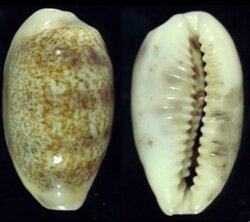 Blasicrura pallidula pallidula