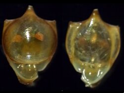 Cavolinia tridentata