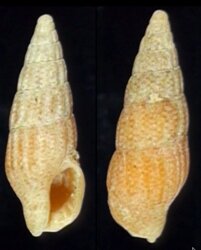 Aesopus geraldsmithi