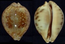 Leporicypraea valentia