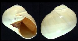 Polinices didyma