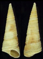Maoricolpus roseus manukauensis