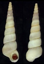 Turritella communis fma nivea
