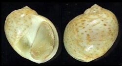 Natica fulminea