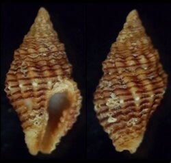 Clivipollia incarnata