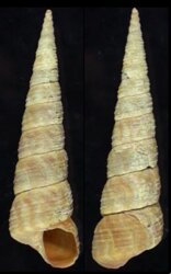 Turritella communis