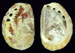 Haliotis varia