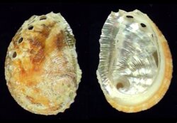 Haliotis varia