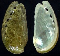 Haliotis asinina