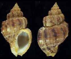 Cantharus leucotaeniatus