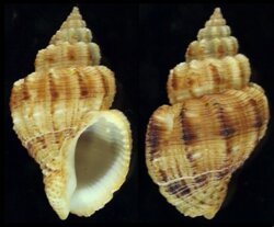 Cantharus leucotaeniatus