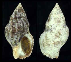 Gemophos viverratus