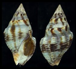 Gemophos viverratus