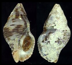 Gemophos viverratus