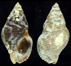 Gemophos viverratus