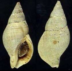 Buccinulum vittatum littorinoides