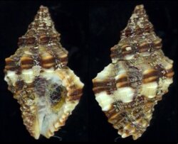 Hesperisternia karinae