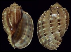 Harpa articularis