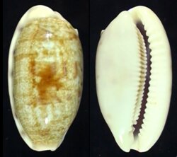 Talostolida teres teres
